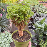 Aralia Ming Gold Mini Bonsai