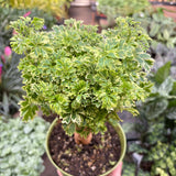 Aralia Ming Gold Mini Bonsai