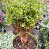 Aralia Ming Gold Mini Bonsai