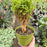 Aralia Ming Gold Mini Bonsai