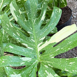 Monstera 'Thai Constellation'