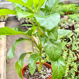 Schefflera Actinophylla