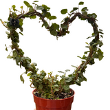 Ivy Topiary Heart