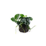 Anubias Barteri Petite Round on Lava Stone