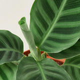 Calathea 'Zebrina' - 4" Pot