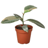 Ficus Elastica 'Ruby Pink' - 6" Pot - NURSERY POT ONLY