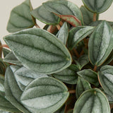 Peperomia 'Napoli Nights' - 4" Pot
