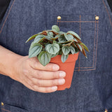 Peperomia 'Napoli Nights' - 4" Pot