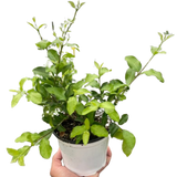 Malpighia Barbados Cherry