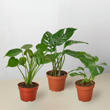 Paquete de Monstera