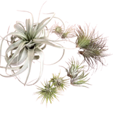 Mothers Day Air Plant Bundle