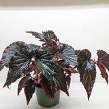 Begonia 'Black Magic'