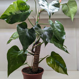 Philodendron 'White Princess'