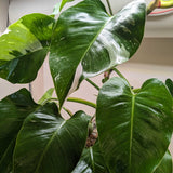 Philodendron 'White Princess'