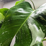 Philodendron 'White Princess'