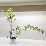 Malpighia Barbados Cherry