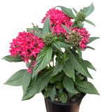 Pentas Red