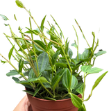 Peperomia 'Angulata'