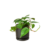 Philodendron Cordatum Heartleaf