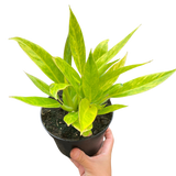 Philodendron 'Calkins Gold'
