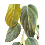 Philodendron Gigas