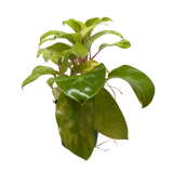 Philodendron 'Lemon Lime'