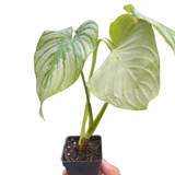 Philodendron 'Mamei'