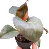 Philodendron 'Red Heart'