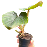 Philodendron 'Serpens'