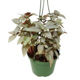 Pilea Ellen - In 6" Pot