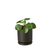 Pilea Peperomioides 'Chinese Money'