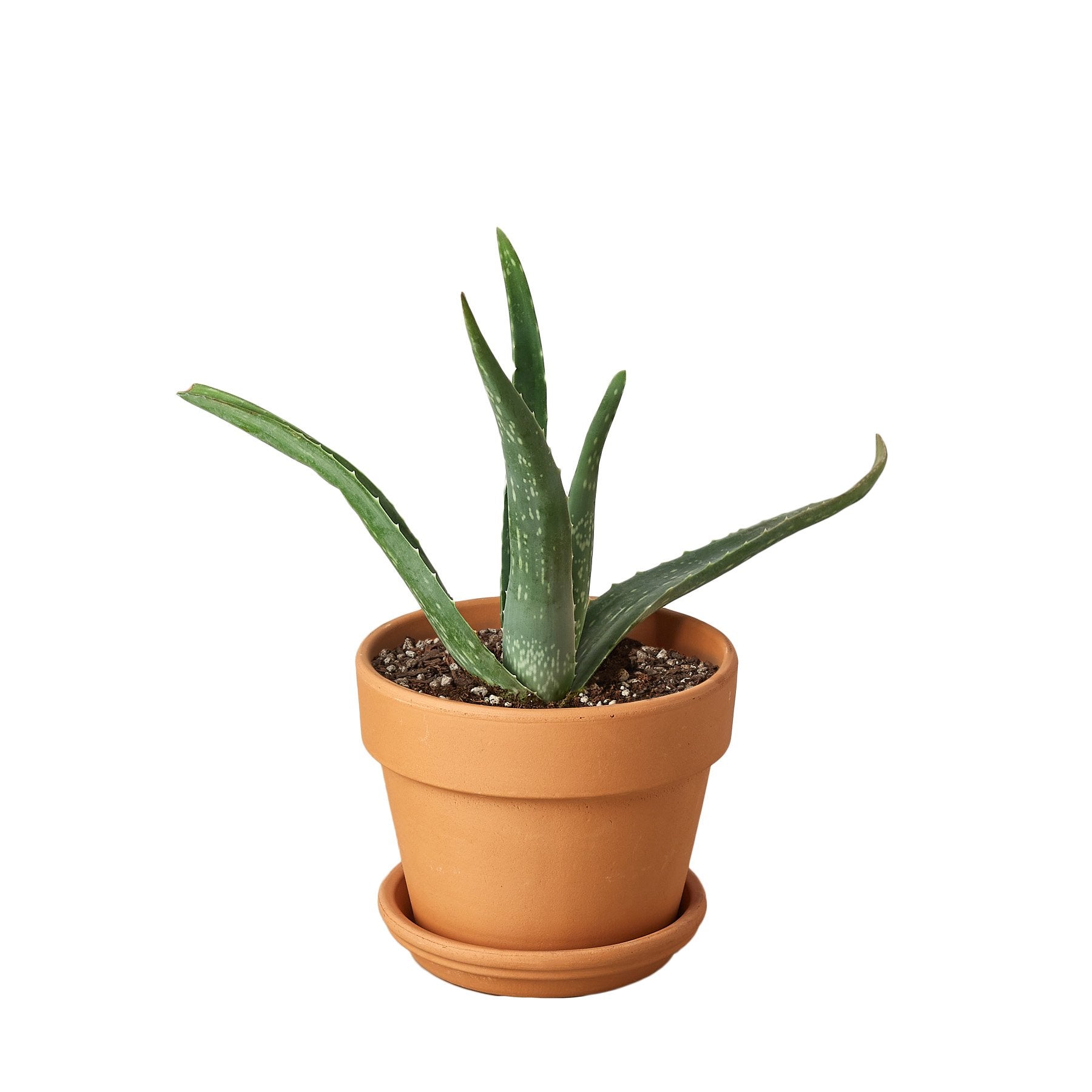 aloe vera plant homebase Aloe Vera – La Tierra Bendita