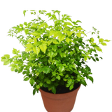 Radermachera 'China Doll' - 6" Pot