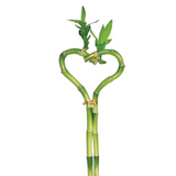 Dracaena 'Lucky Bamboo' (Heart Shape)