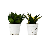 Snake Plant Variety Packs - 4" Pot