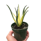 Succulent Aloe Solar Flare