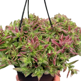 Succulent Crassula Capitella Red