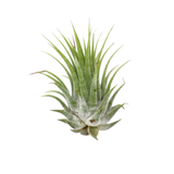 Tillandsia Planta de Aire Ionantha - Paquete de 25