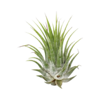 Planta de aire Tillandsia Ionantha - Paquete de 5