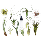 Tillandsia Air Plant Variety Pack w/ Spray Bottle