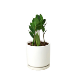 Zamioculcas Zamiifolia ZZ 
