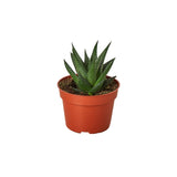 Haworthia de tabla de lavar de hadas