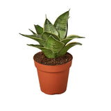 Planta serpiente luz de estrellas
