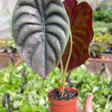Alocasia 'Red Secret'