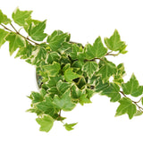 Hiedra inglesa 'Eva'