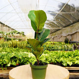 1 caja de suscripción mensual de Mystery Plant