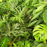 1 caja de suscripción mensual de Mystery Plant