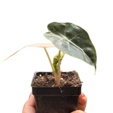 Alocasia Polly Mint Variegated