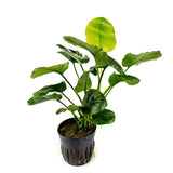 Anubias Barteri 'Golden Coin' – Pot