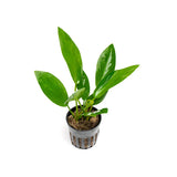 Anubias Hastifolia